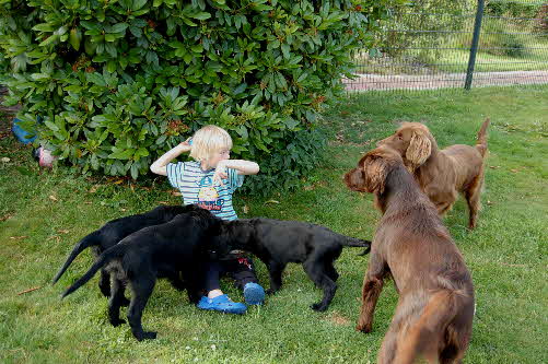 Simon und seine Hunde...
